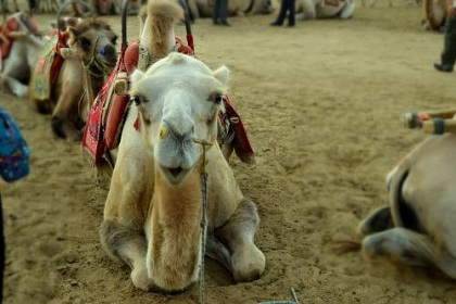 Camel Riding in Dunhuang Sand Dune